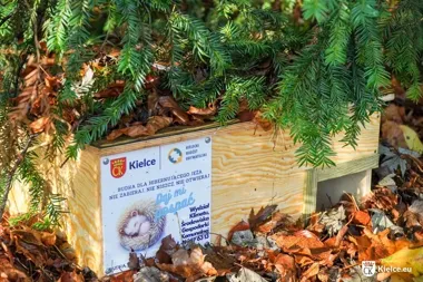 Schronienia dla jeży pojawią się w kieleckich parkach. Kopców nie wolno ruszać