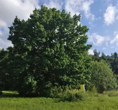 53 pomniki i 123 drzewa pod lupą. Sprawdzona zostanie ich stabilność