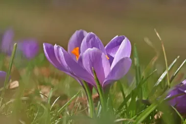 Rynek zapełni się wiosną, rękodziełem i bezpłatnymi badaniami