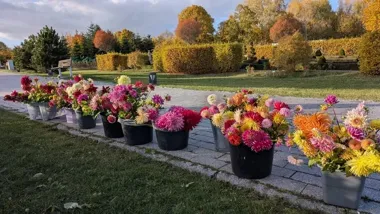 Dalie z Ogrodu Botanicznego dostały drugie zastosowanie. Trafiły do szkół i placówek