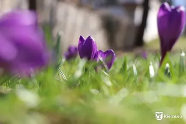 Nocą w Kielcach chwyci przymrozek i przy gruncie będzie najzimniej