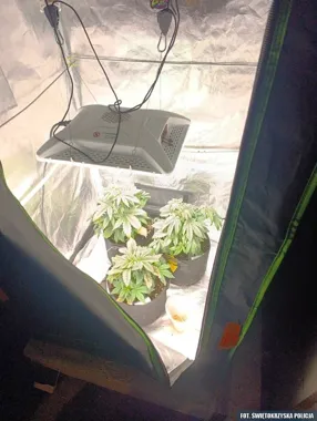 W piwnicy pod Kielcami rosły konopie - 33-latek trafił do celi