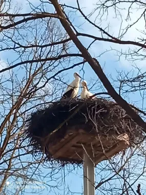 Bociany wracają do gniazd, a w powiecie kieleckim widać ich coraz więcej