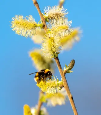Powiat znów stawia na miododajne drzewa, a pszczoły dostaną nowe siedliska
