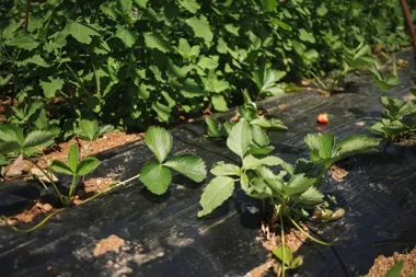 Bielińskie truskawki pod presją mrozu. Plantatorzy liczą straty