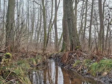 Białe Ługi w centrum spaceru z leśnikiem, który ma opowiedzieć o wodzie