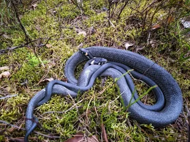 Zaskrońce wróciły do lasów i łatwo pomylić je z groźniejszym wężem